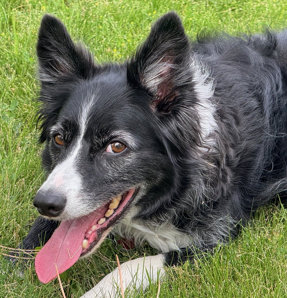 Watson, a border collie, lying in the grass